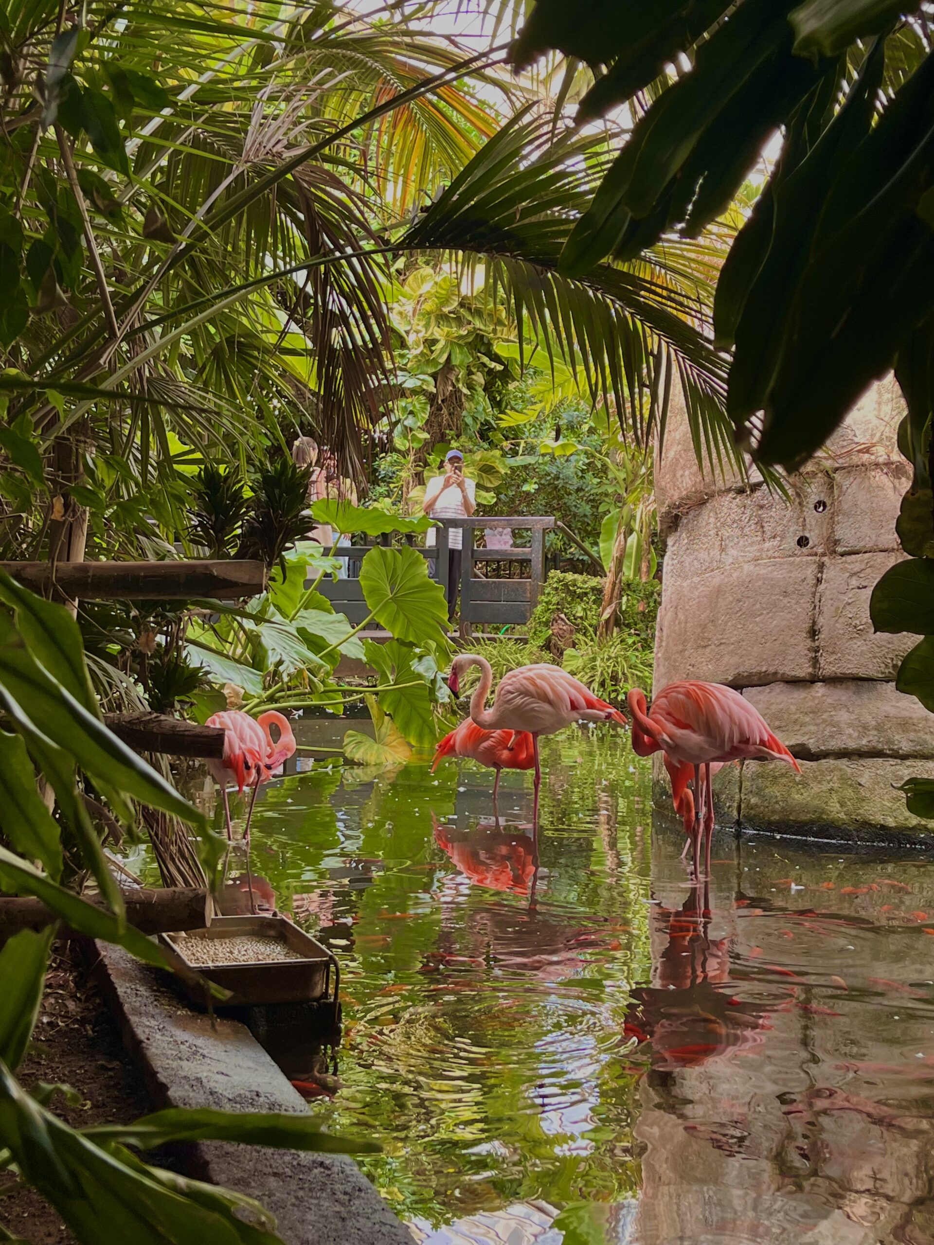 photo flamant rose