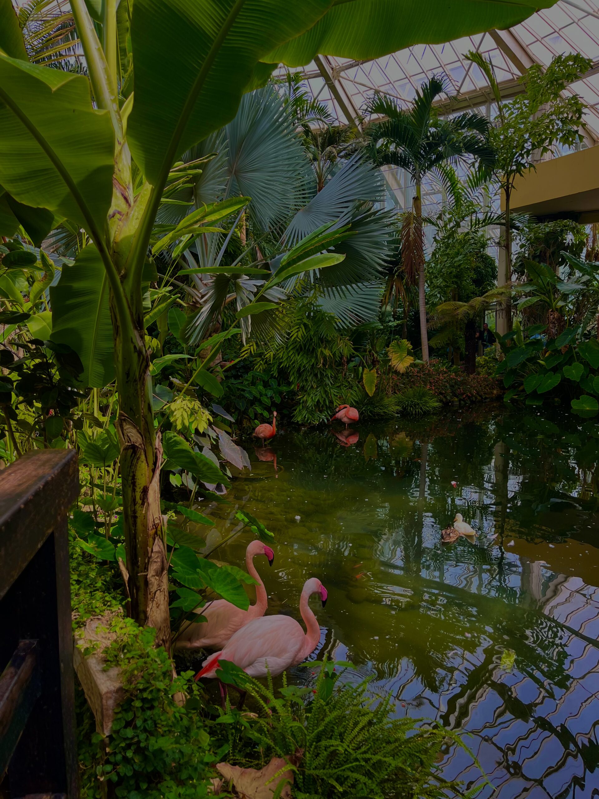 photo flamant rose